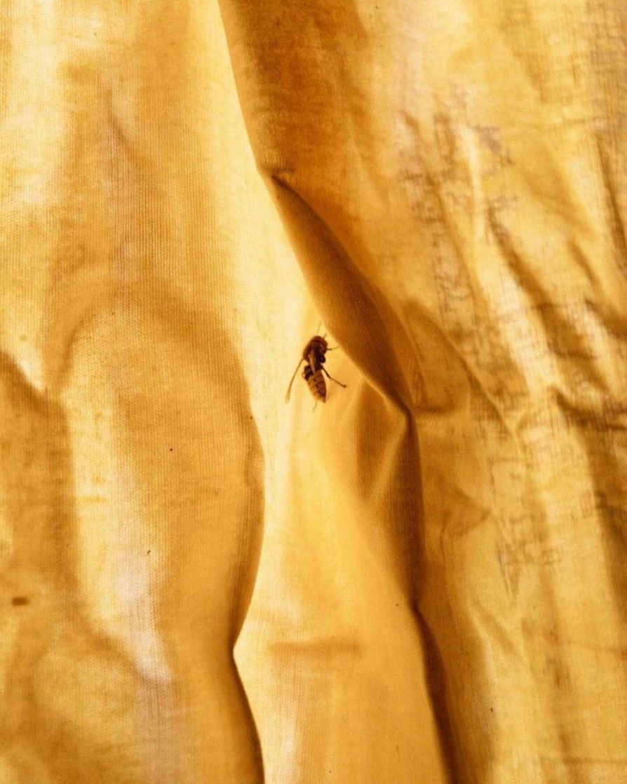 Beeswax Frame